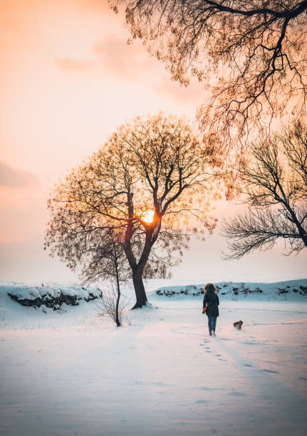 invierno con perro - landscaped landscape winter usa fotografías e imágenes de stock