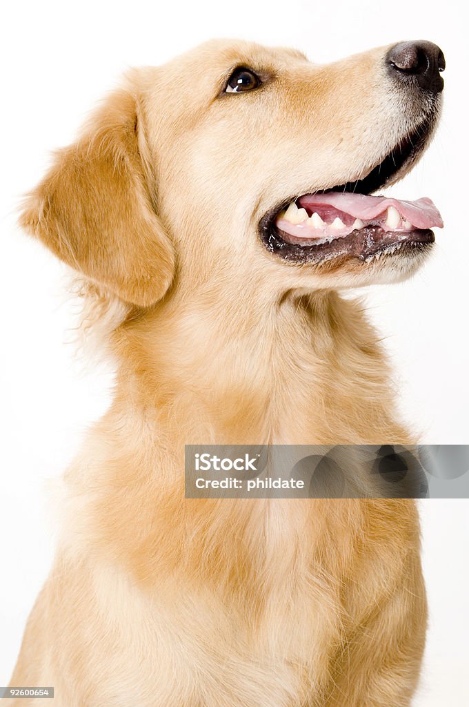 Cane - Foto stock royalty-free di Animale