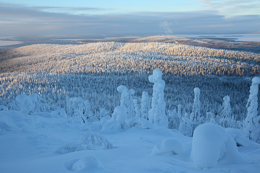 Snow covered fir trees ai ski resort for freeride, Lapland