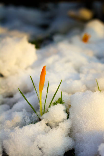 istock Yellow crocuses in snowy garden 926010542
