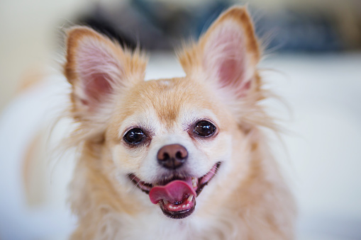 cute brown chihuahua dog smile with happiness