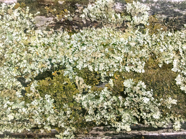 muschio a foglia verde essiccato - backdrop damaged old fashioned natural pattern foto e immagini stock