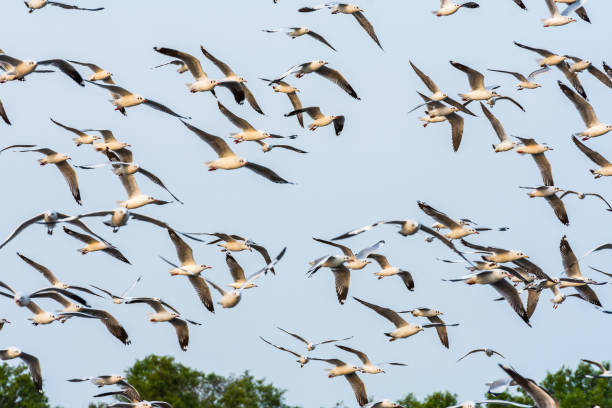 istock Group of seagulls flying over Bangpu sea 926016012