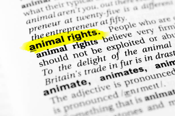istock Highlighted English word 