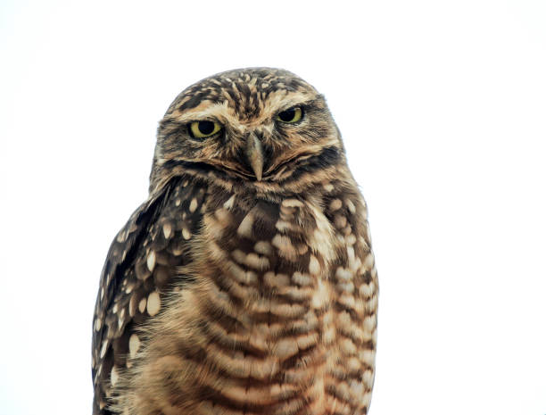 istock Portrait of an Owl 926017316