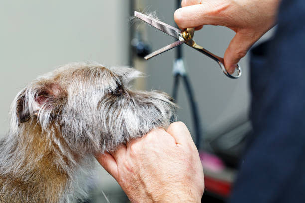 istock Small Terrier Dog Being Groomed 926025634