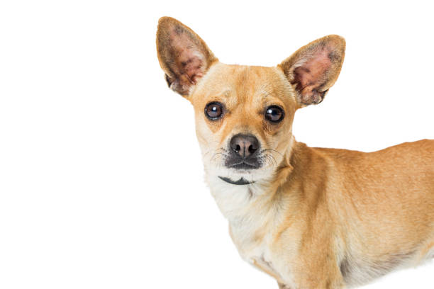 istock Portrait Chihuahua Dog Copy Space 926025906