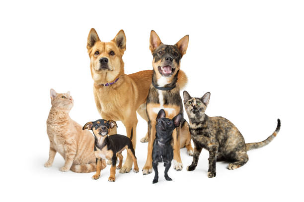 istock Group of Cats and Dogs Looking Up on White 926026068