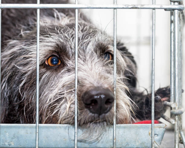 istock Sad Rescue Dog Lying in Wire Cage 926026182
