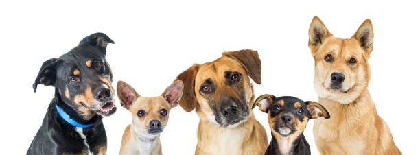 различные собаки горизонтальный веб-баннер - dog group of animals variation in a row стоковые фото и изображения