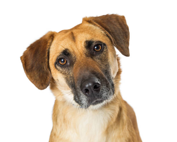 istock Portrait Yellow Crossbreed Dog Sad Expression 926026810