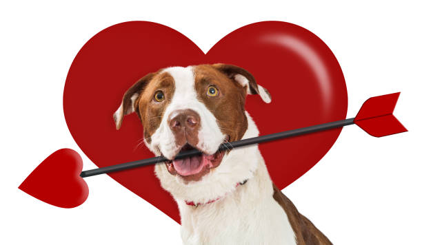 istock Valentines Day Heart Cupid Dog 926027014