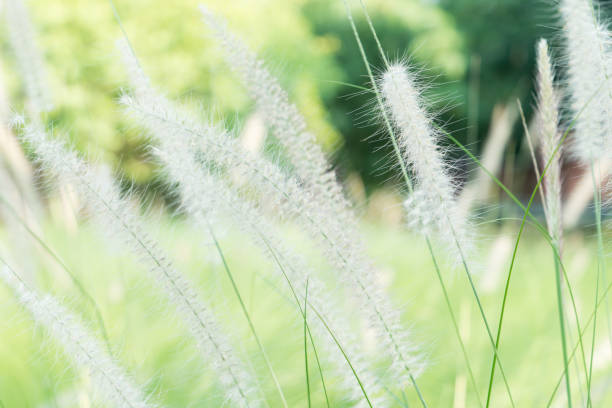 istock grass flower blur bokeh green backgrounds vintage 926029596