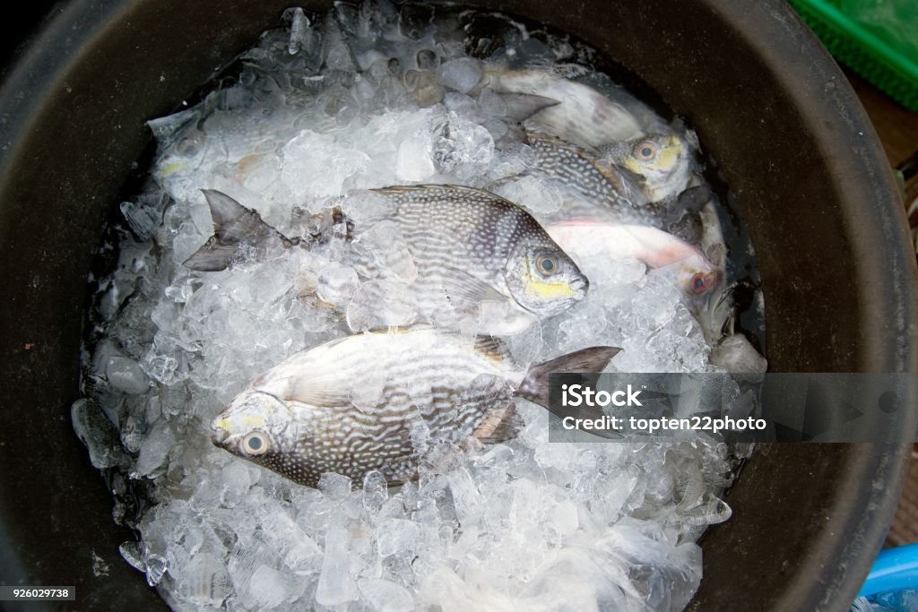 Java Spinefoot Close Up Java Rabbitfish Bluespotted Spinefish Or Streaked Spinefoot ...
