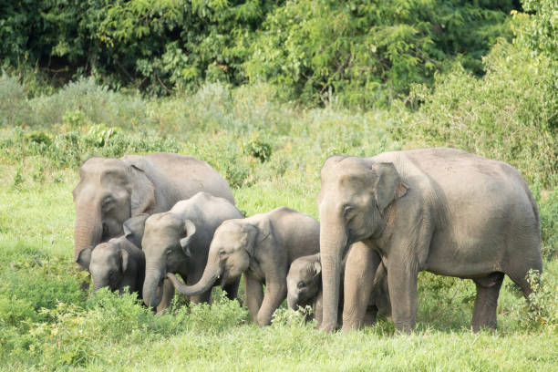 istock Asiatic Elephant is big five animal in asia 926030408