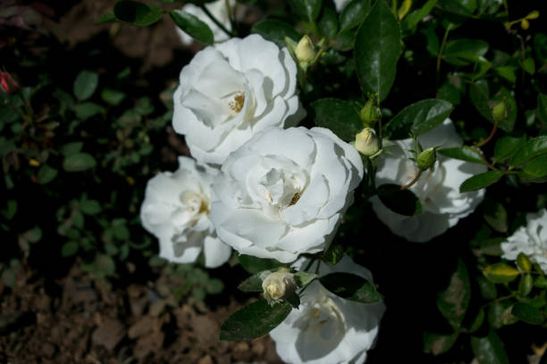 istock White roses planted on a rose garden, wild white roses 926033308