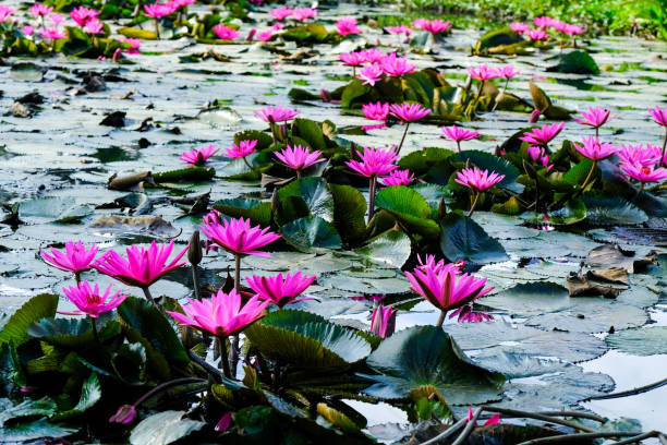 istock pink lotus in a shallow pond 926033634