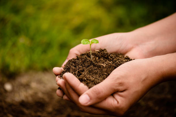 istock Top view of baby tree with soil in background. Earth Day concept. 926034236