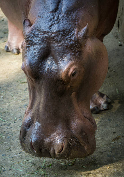 Hippopotamus showing secretion of sun screen liquid from sweat glands resembling blood.\