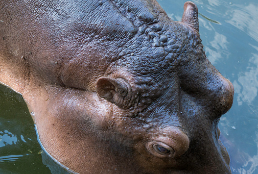 Hippopotamus showing secretion of sun screen liquid from sweat glands resembling blood.\