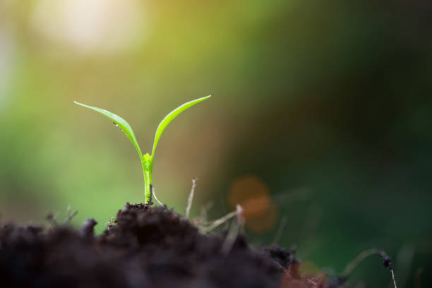 istock Close up baby sprout in the big nature 926040736