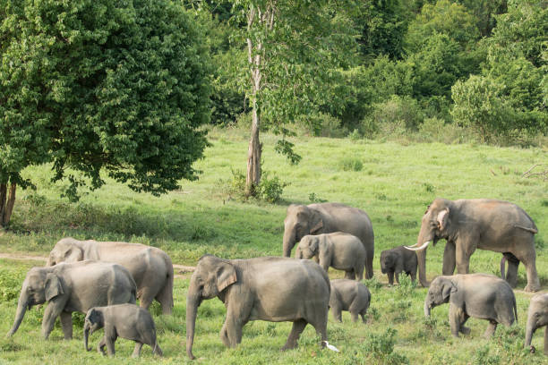 istock Asiatic Elephant is big five animal in asia 926043204