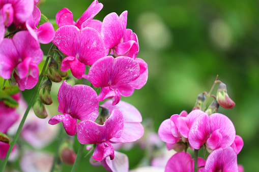 Pink Sweetpea (Lathyrus odoratus) Blossom Close-up Photography