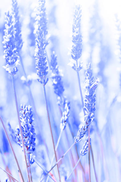 istock Lavender Flowers Plant - Blurred Nature Background 926047358