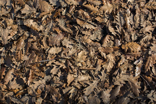 istock Autumn background with dry leaves 926047576
