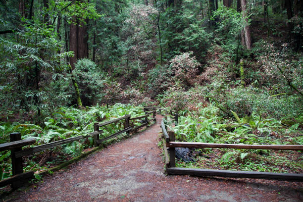 istock Wooden Trail at Muir Woods 926047988