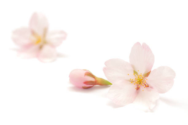 Japanese white pink cherry blossom isolated on white background