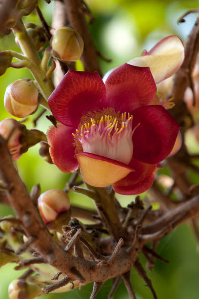 istock Flower of the Raing Phnom tree often found in pagoda grounds 926051018