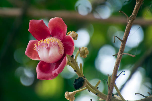 istock Flower of the Raing Phnom tree often found in pagoda grounds 926051612