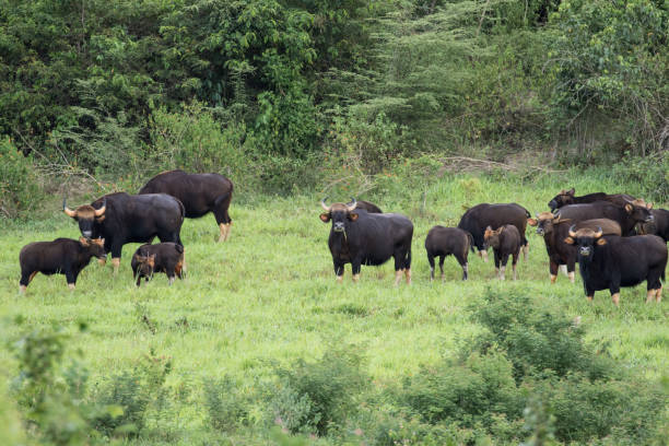 Gaurs Are Among The Largest Living Land Animals Stock Photo - Download Image Now - Animal, Cow, Day - iStock Gaurs Are Among The Largest Living Land Animals Stock Photo - Download Image Now - Animal, Cow, Day - iStock