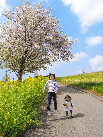 Cherry blossoms are in bloom. Rape blossoms are in bloom. Children jump happily.