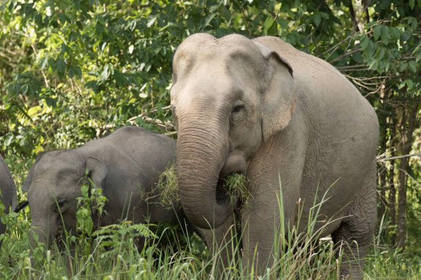 istock Asiatic Elephant is big five animal in asia 926055402