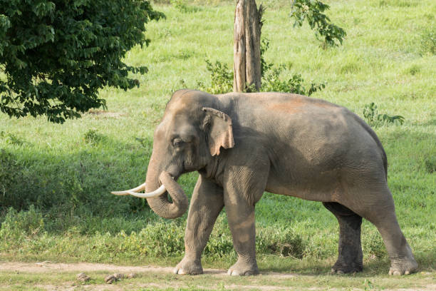 istock Asiatic Elephant is big five animal in asia 926059380