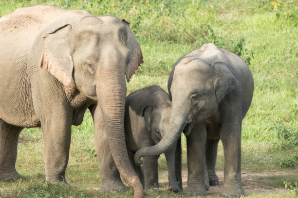 istock Asiatic Elephant is big five animal in asia 926059522