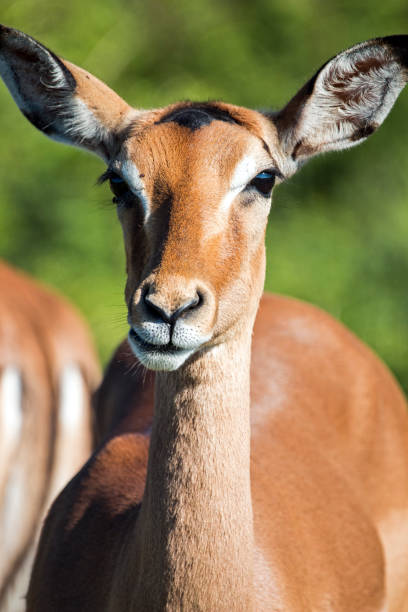 istock Face and Neck of Wild Thompsons Gazelle 926059628
