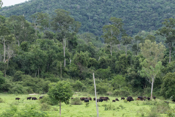 istock Gaurs are among the largest living land animals 926062014