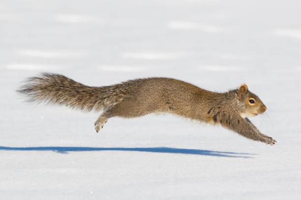 Gray Squirrel I saw this Gray Squirrel sprinting across an open area to avoid any type of detection by a hawk or eagle in Northwestern Wisconsin. squirrel run photos stock pictures, royalty-free photos & images