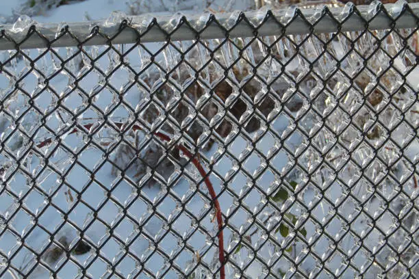 An ice coated chain link fence with a vine in the background