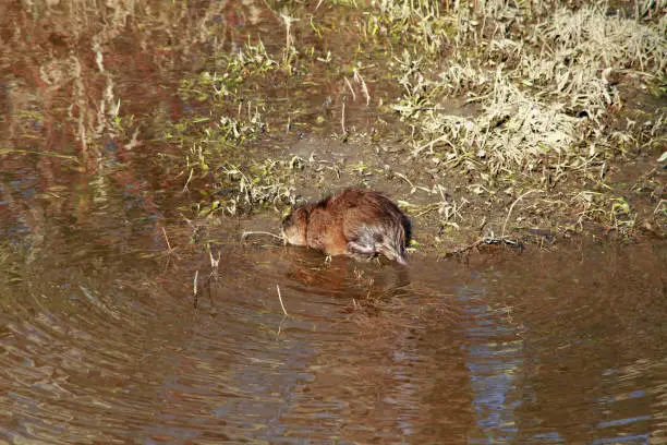 muskrat eating grass in a stream on a sunny day