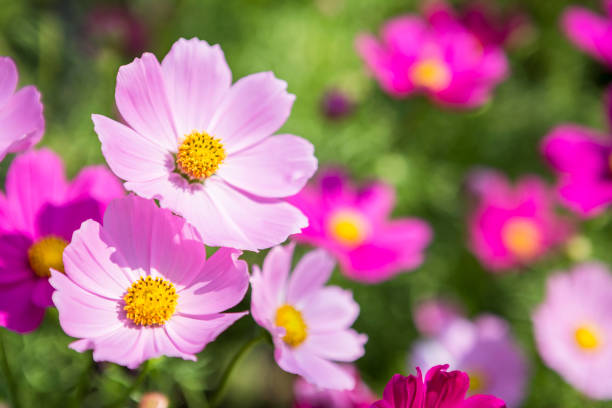istock Blurred colorful cosmos flower garden 926065748