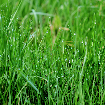 Fresh green grass with water drops in morning