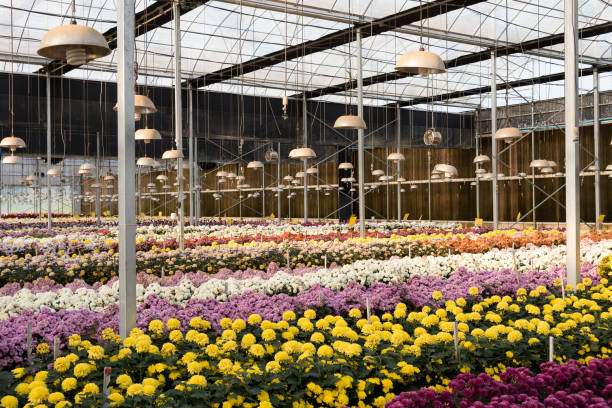 uprawa kwiatów matek lub chryzantemy w szklarni, tajlandia. - greenhouse plant nursery plant lighting equipment zdjęcia i obrazy z banku zdjęć