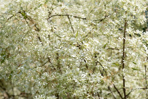 istock Beautiful tree branches with white leaves in the park. 926069612