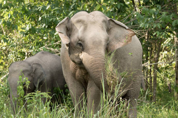 istock Asiatic Elephant is big five animal in asia 926070282