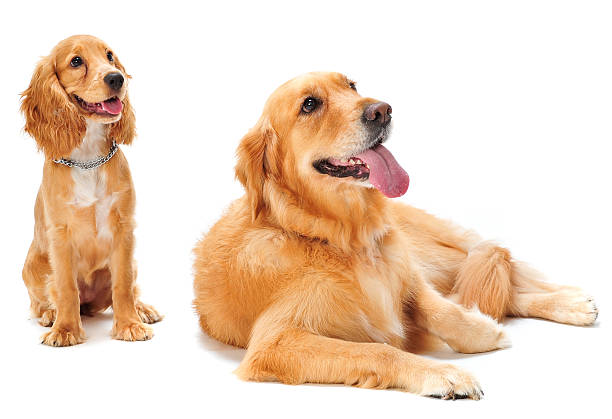 istock Dog and Puppy 92607187