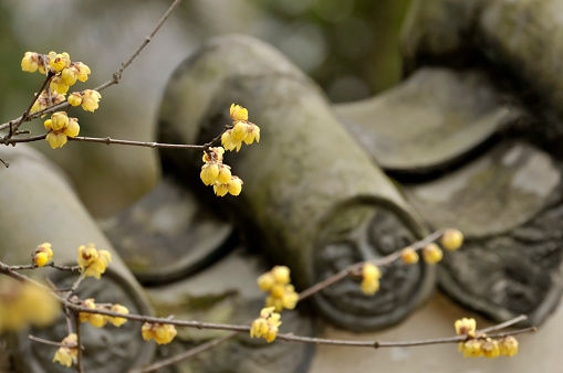 Wintersweet flower and Chinese old style wall